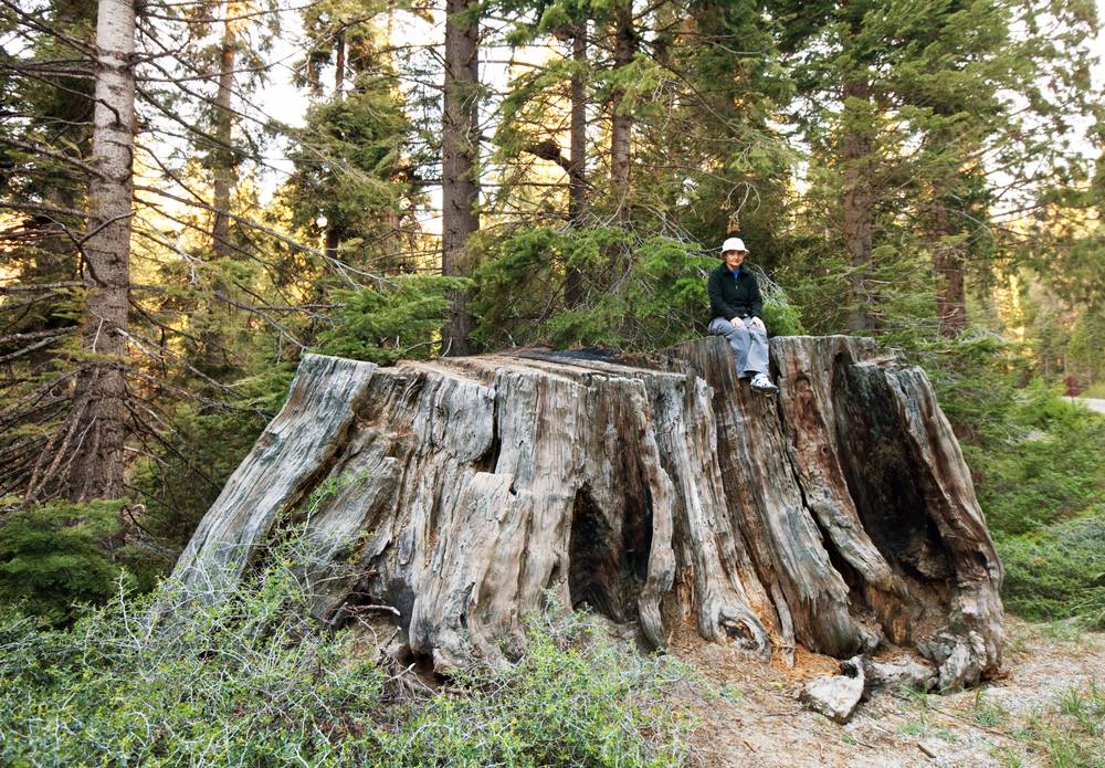 girl on stump